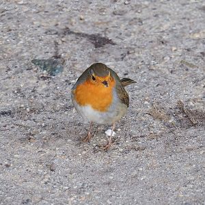 Wild European robin (Erithacus rubecula), 2022-12-27