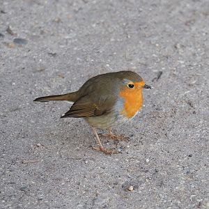Wild European robin (Erithacus rubecula), 2022-12-27
