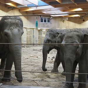 Asian elephants (Elephas maximus), 2022-12-27