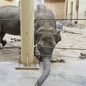 Asian elephant (Elephas maximus) reaching for spilled food, 2022-12-27