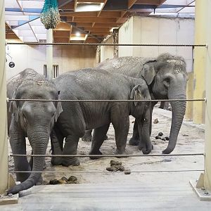 Asian elephants (Elephas maximus), 2022-12-27