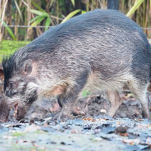 Negros Visayan warty pig (Sus cebifrons negrinus), 2022-12-27