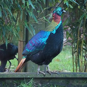Himalayan monal pheasant (Lophophorus impejanus), 2022-12-27