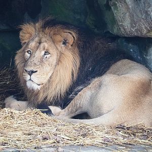 Asiatic lion (Panthera leo persica), 2022-12-27