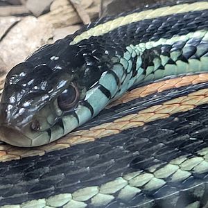 Texas Garter Snake(Thamnophis sirtalis annectens)