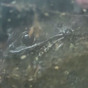 Dusky Gopher Frog(Lithobates severosus)