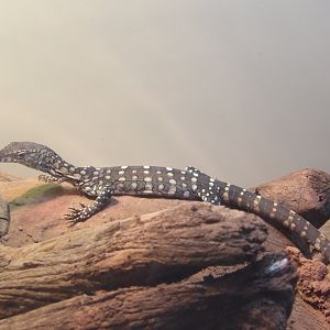 Baby Perentie(Varanus giganteus)