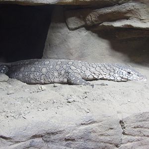 Perentie(Varanus giganteus)