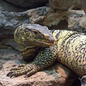 Gray's Monitor(Varanus olivaceus)