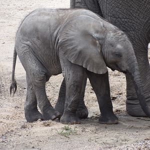 African Elephant Calf(Loxodonta africana)