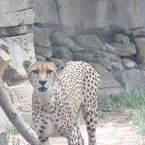 Cheetah(Acinonyx jubatus)