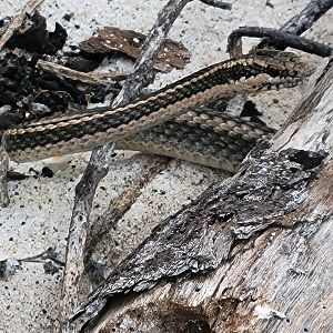 Espanola Racer(Pseudalsophis hoodensis)