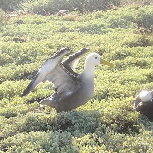 Galapagos(Waved) Albatross(Phoebastria irrorata)