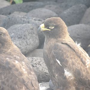 Galapagos Hawk(Buteo galapagoensis)