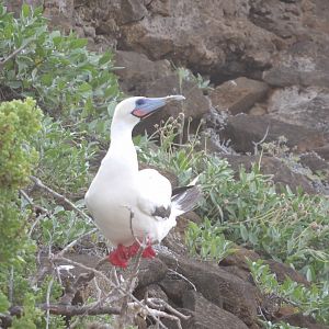 Red-Footed Booby(Sula sula)