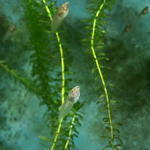 Blue-Sided Leaf Frog (Agalychnis annae) tadpoles