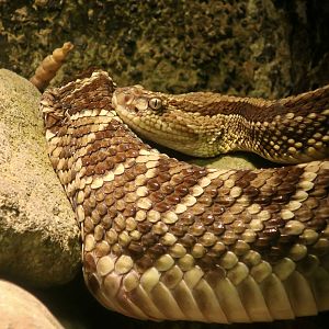 Central American Rattlesnake (Crotalus simus)