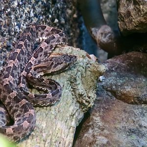 Costa Rican Montane Pit Viper (Cerrophidion sasai)