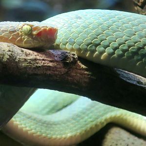 Side-Striped Palm Pit Viper (Bothriechis lateralis)