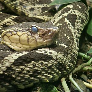 Terciopelo (Bothrops asper)