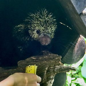 Mexican Hairy Dwarf Porcupine (Coendou mexicanus)