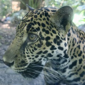 Central American Jaguar (Panthera onca centralis)