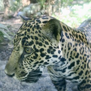 Central American Jaguar (Panthera onca centralis)