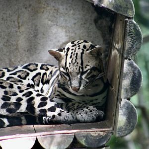 Central American Ocelot (Leopardus pardalis pardalis)