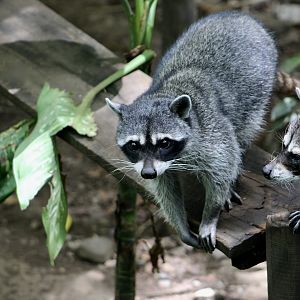 Costa Rican Raccoon (Procyon lotor crassidens)