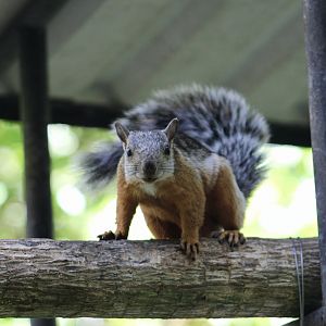 Orange-Legged Variegated Squirrel (Sciurus variegatus rigidus)