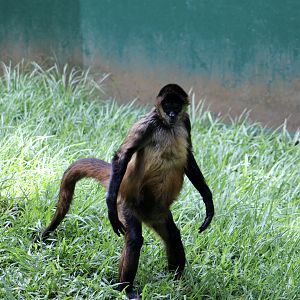Ornate Spider Monkey (Ateles geoffroyi ornatus)