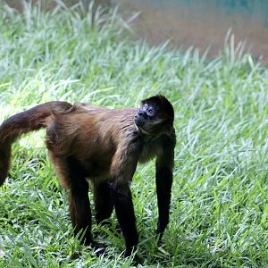 Ornate Spider Monkey (Ateles geoffroyi ornatus)