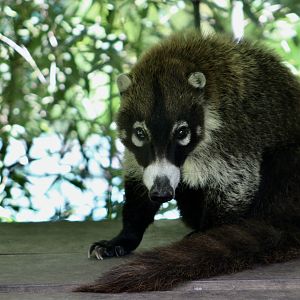 White-Nosed Coati (Nasua narica narica)