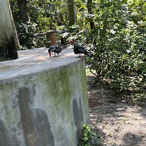 Jun. 2023- Inca terns
