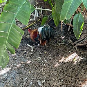 Jun. 2023- Domestic chicken