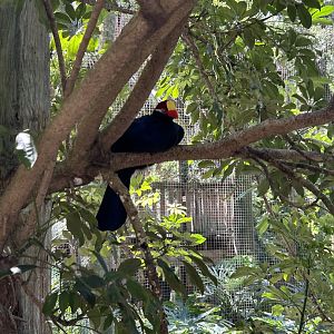 Jun. 2023- Violet turaco