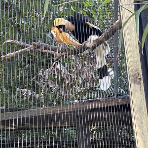 Jun. 2023- Great Indian hornbill