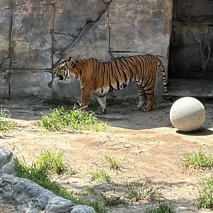 Jun. 2023- Malayan tiger