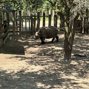 Jun. 2023- Indian rhinoceros
