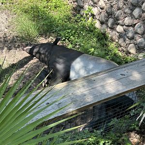 Jun. 2023- Malayan tapir