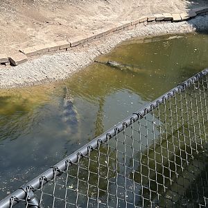 Jun. 2023- Gharial