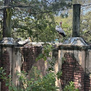 Jun. 2023- Yellow-billed stork