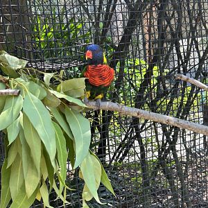 Jun. 2023- Rainbow lorikeet