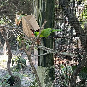 Jun. 2023- Leaf lorikeet