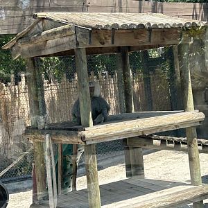 Jun. 2023- Hamadryas baboon