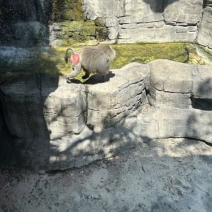 Jun. 2023- Hamadryas baboon