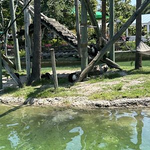 Jun. 2023- Angolan colobus