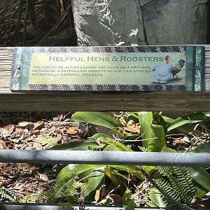 Jun. 2023- Chicken signage