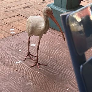 Jun. 2023- White ibis