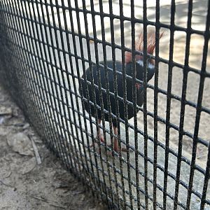 Jun. 2023- Crested wood partridge